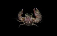 Pachycheles barbatus