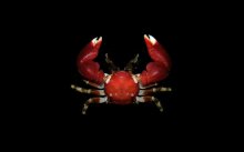 Pachycheles biocellatus