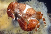 Pachycheles sculptus