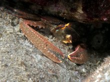 Petrolisthes coccineus