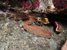 Petrolisthes coccineus