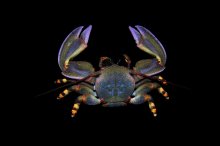 Petrolisthes violaceus