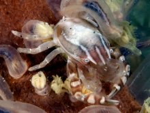 Porcellanella haigae