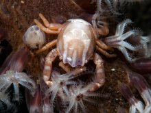 Porcellanella haigae