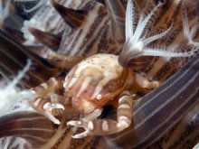 Porcellanella haigae