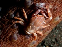 Porcellanella haigae