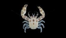 Porcellanella triloba