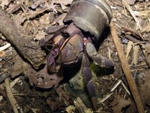 Coenobita brevimanus