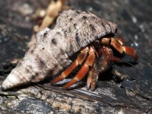 Coenobita violascens