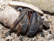 Coenobita violascens