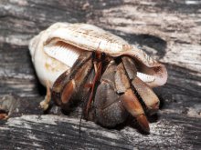 Coenobita violascens