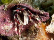 Calcinus lineapropodus