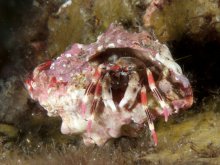 Calcinus lineapropodus