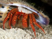 Ciliopagurus strigatus