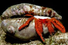 Ciliopagurus strigatus