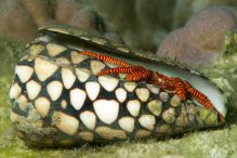 Ciliopagurus strigatus