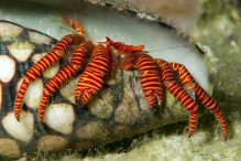 Ciliopagurus strigatus