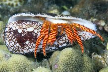 Ciliopagurus strigatus