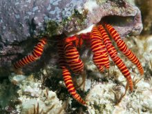 Ciliopagurus strigatus