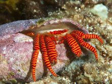 Ciliopagurus strigatus