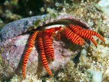 Ciliopagurus strigatus