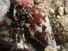 Clibanarius cruentatus