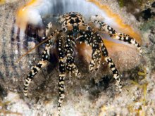 Clibanarius cruentatus