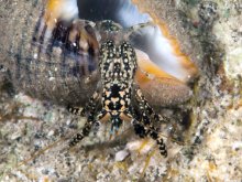 Clibanarius cruentatus