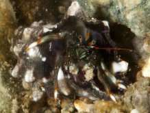 Clibanarius englaucus