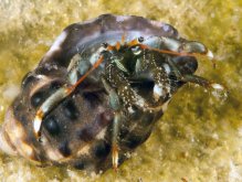 Clibanarius englaucus