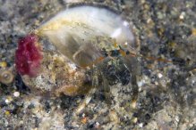 Clibanarius englaucus