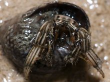 Clibanarius eurysternus