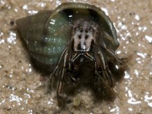 Clibanarius eurysternus