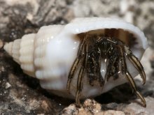 Clibanarius eurysternus