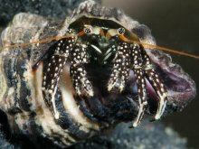 Clibanarius snelliusi