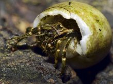 Clibanarius striolatus