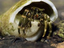 Clibanarius striolatus