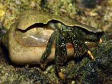 Clibanarius virescens