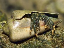 Clibanarius virescens