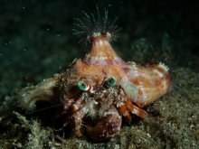 Dardanus pedunculatus