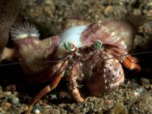 Dardanus pedunculatus