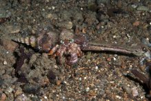 Dardanus pedunculatus