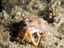 Dardanus pedunculatus