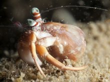 Dardanus pedunculatus