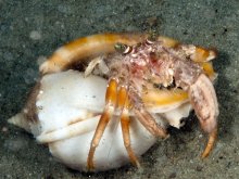 Dardanus pedunculatus