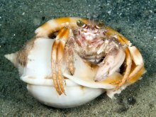 Dardanus pedunculatus