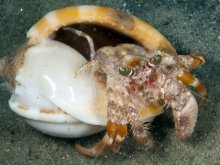 Dardanus pedunculatus