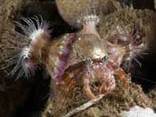 Dardanus pedunculatus