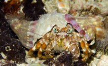 Dardanus pedunculatus