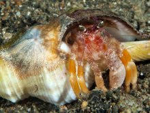 Dardanus pedunculatus